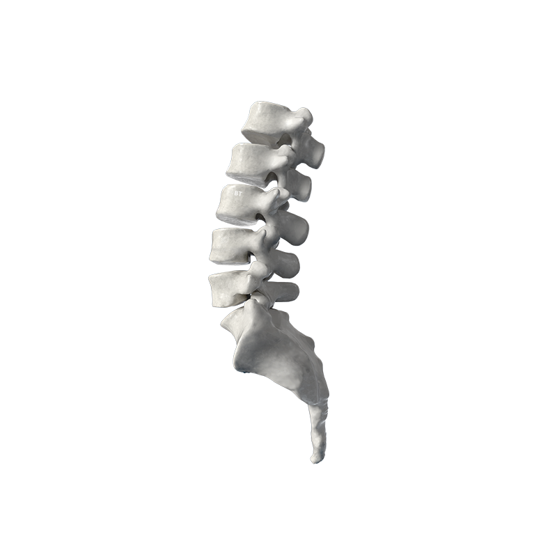 Spine